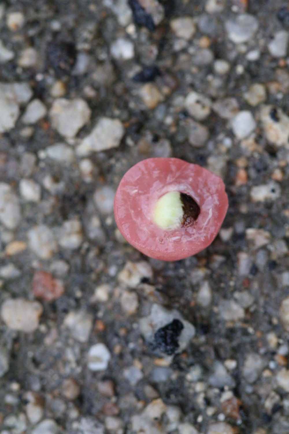              Fruit cross-section (Riverside, CA)       